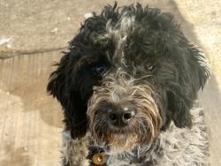 Shelter Stray Female Dog last seen Near Block Tower dr, City of Georgetown, TX, 1855 SE Inner Loop, Georgetown, TX 78626, USA