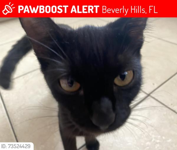 Lost Female Cat last seen Beverly hills blvd, Beverly Hills, FL 34465
