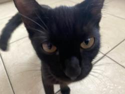 Lost Female Cat last seen Beverly hills blvd, Beverly Hills, FL 34465