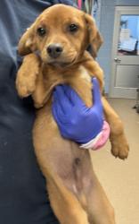 Shelter Stray Male Dog last seen Near Hunting Valley Drive Decatur, GA 30033, 30033, GA, 3280 Chamblee Dunwoody Rd, Chamblee, GA 30341, USA