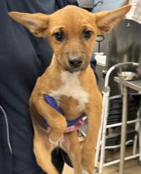 Shelter Stray Female Dog last seen Near Hunting Valley Drive Decatur, GA 30033, 30033, GA, 3280 Chamblee Dunwoody Rd, Chamblee, GA 30341, USA