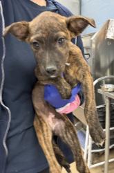 Shelter Stray Female Dog last seen Near Hunting Valley Drive Decatur, GA 30033, 30033, GA, 3280 Chamblee Dunwoody Rd, Chamblee, GA 30341, USA