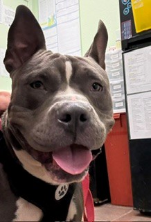 Shelter Stray Male Dog last seen Near BLK N MAIN, District 2 - West Cleburne, TX, 2375 Service Dr, Cleburne, TX 76033, USA