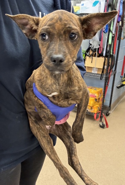 Shelter Stray Female Dog last seen Near Hunting Valley Drive Decatur, GA 30033, 30033, GA, 3280 Chamblee Dunwoody Rd, Chamblee, GA 30341, USA
