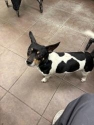 Shelter Stray Male Dog last seen Near BLK W HENDERSON, District 2 - West Cleburne,, 2375 Service Dr, Cleburne, TX 76033, USA