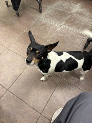 Shelter Stray Male Dog last seen Near BLK W HENDERSON, District 2 - West Cleburne,, 2375 Service Dr, Cleburne, TX 76033, USA