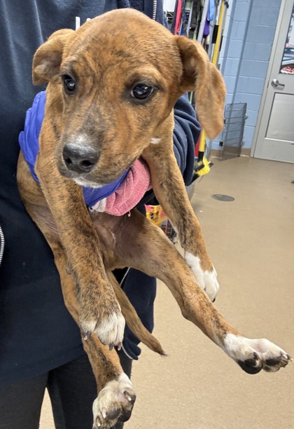 Shelter Stray Male Dog last seen Near Hunting Valley Drive Decatur, GA 30033, 30033, GA, 3280 Chamblee Dunwoody Rd, Chamblee, GA 30341, USA