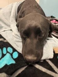Shelter Stray Unknown Dog last seen Near BLK COUNTRY CLUB, District 2 - West Cleburne,, 2375 Service Dr, Cleburne, TX 76033, USA