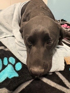 Shelter Stray Unknown Dog last seen Near BLK COUNTRY CLUB, District 2 - West Cleburne,, 2375 Service Dr, Cleburne, TX 76033, USA
