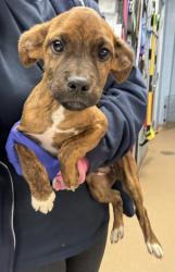 Shelter Stray Male Dog last seen Near Hunting Valley Drive Decatur, GA 30033, 30033, GA, 3280 Chamblee Dunwoody Rd, Chamblee, GA 30341, USA