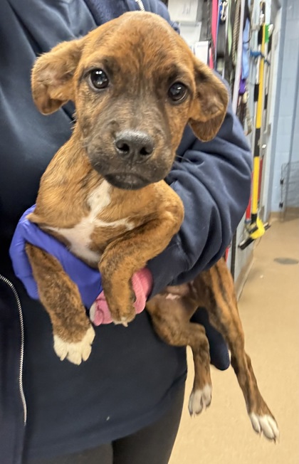 Shelter Stray Male Dog last seen Near Hunting Valley Drive Decatur, GA 30033, 30033, GA, 3280 Chamblee Dunwoody Rd, Chamblee, GA 30341, USA