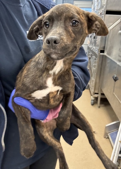 Shelter Stray Male Dog last seen Near Hunting Valley Drive Decatur, GA 30033, 30033, GA, 3280 Chamblee Dunwoody Rd, Chamblee, GA 30341, USA