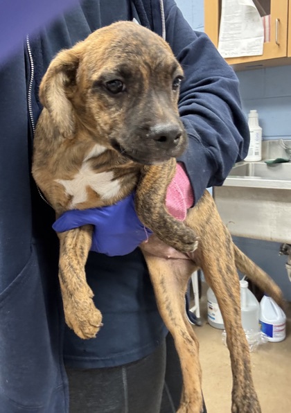 Shelter Stray Female Dog last seen Near Hunting Valley Drive Decatur, GA 30033, 30033, GA, 3280 Chamblee Dunwoody Rd, Chamblee, GA 30341, USA