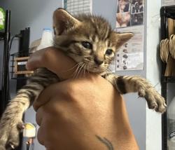 Shelter Stray Male Cat last seen Near Rogers Lake Road, 30058, GA, 3280 Chamblee Dunwoody Rd, Chamblee, GA 30341, USA