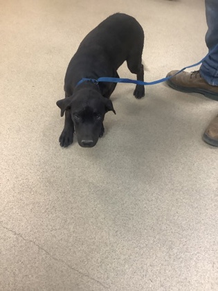 Shelter Stray Male Dog last seen Near W Risenger Rd, South District, TX, 355 Hillshire Dr, Haslet, TX 76052, USA