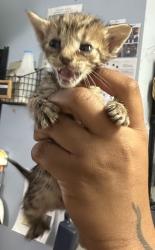 Shelter Stray Female Cat last seen Near Rogers Lake Road, 30058, GA, 3280 Chamblee Dunwoody Rd, Chamblee, GA 30341, USA