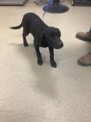 Shelter Stray Female Dog last seen Near W Risenger Rd, South District, TX, 355 Hillshire Dr, Haslet, TX 76052, USA