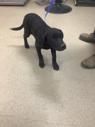 Shelter Stray Female Dog last seen Near W Risenger Rd, South District, TX, 355 Hillshire Dr, Haslet, TX 76052, USA