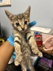 Shelter Stray Female Cat last seen Near Rogers Lake Road, 30058, GA, 3280 Chamblee Dunwoody Rd, Chamblee, GA 30341, USA