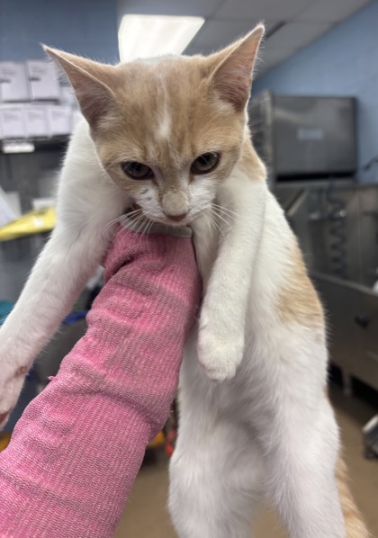 Shelter Stray Female Cat last seen Near HIllside Ave Decatur GA 30032, 30032, GA, 3280 Chamblee Dunwoody Rd, Chamblee, GA 30341, USA