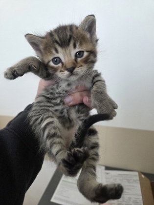 Shelter Stray Female Cat last seen Near Moon Dr, North District, TX, 355 Hillshire Dr, Haslet, TX 76052, USA