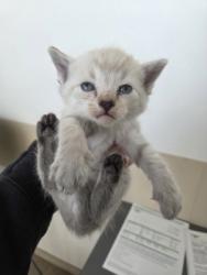 Shelter Stray Male Cat last seen Near Moon Dr, North District, TX, 355 Hillshire Dr, Haslet, TX 76052, USA
