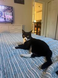 Reunited Female Cat last seen Map road, Palm City, FL 34990