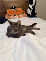Reunited Unknown Cat last seen Derby chase/glen abbey, Knoxville, TN 37934