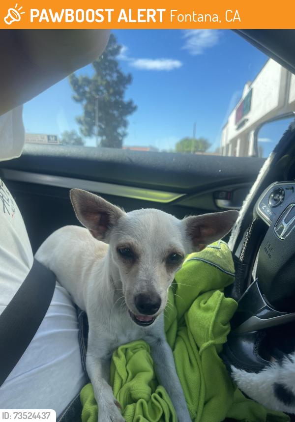 Found/Stray Female Dog last seen Miller Park amphitheater, Fontana, CA 92335