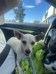 Found/Stray Female Dog last seen Miller Park amphitheater, Fontana, CA 92335