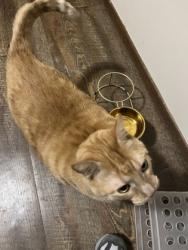 Shelter Stray Male Cat last seen Near Eldorado Blvd, City of Eau Claire, WI, 3900 Old Town Hall Rd, Eau Claire, WI 54701, USA