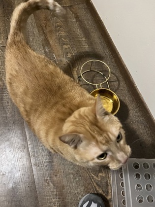 Shelter Stray Male Cat last seen Near Eldorado Blvd, City of Eau Claire, WI, 3900 Old Town Hall Rd, Eau Claire, WI 54701, USA
