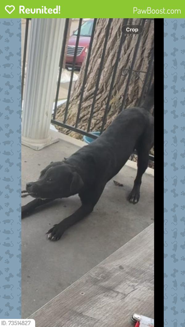 Reunited Male Dog last seen 28th Muhammad blvd, Louisville, KY 40212