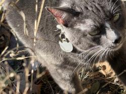 Found/Stray Unknown Cat last seen E 8th street, Saint Paul, MN 55106