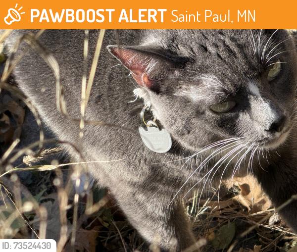 Found/Stray Unknown Cat last seen E 8th street, Saint Paul, MN 55106