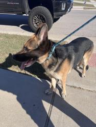 Reunited Male Dog last seen Hercules ave Killeen tx, Killeen, TX 76542
