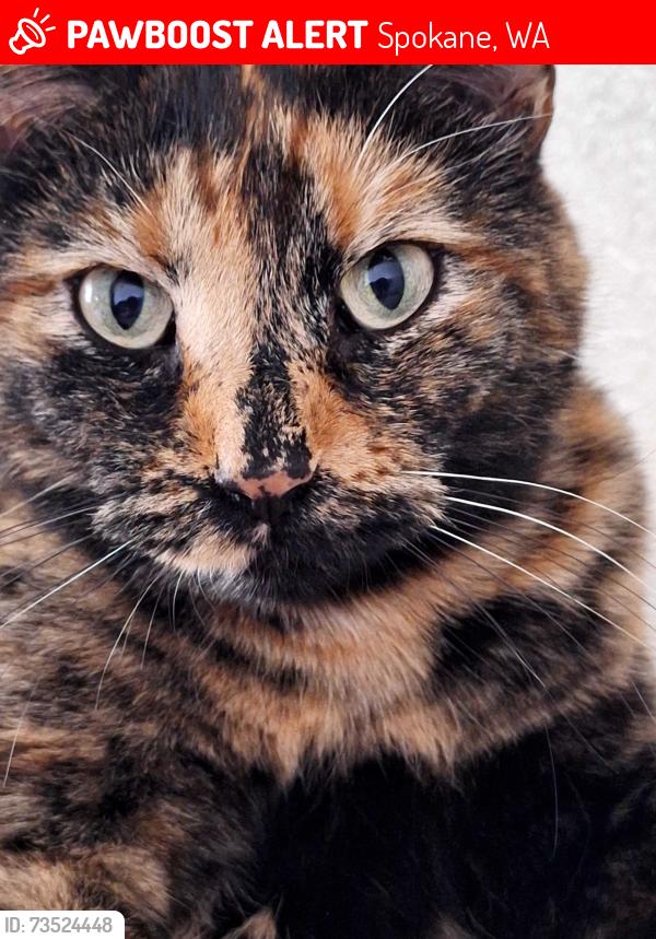 Lost Female Cat last seen Lincoln Road, Spokane, WA 99208