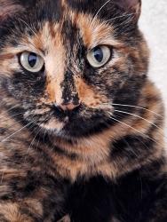 Lost Female Cat last seen Lincoln Road, Spokane, WA 99208