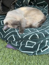 Lost Male Cat last seen NE Bend 8th Ravenwood, Bend, OR 97701