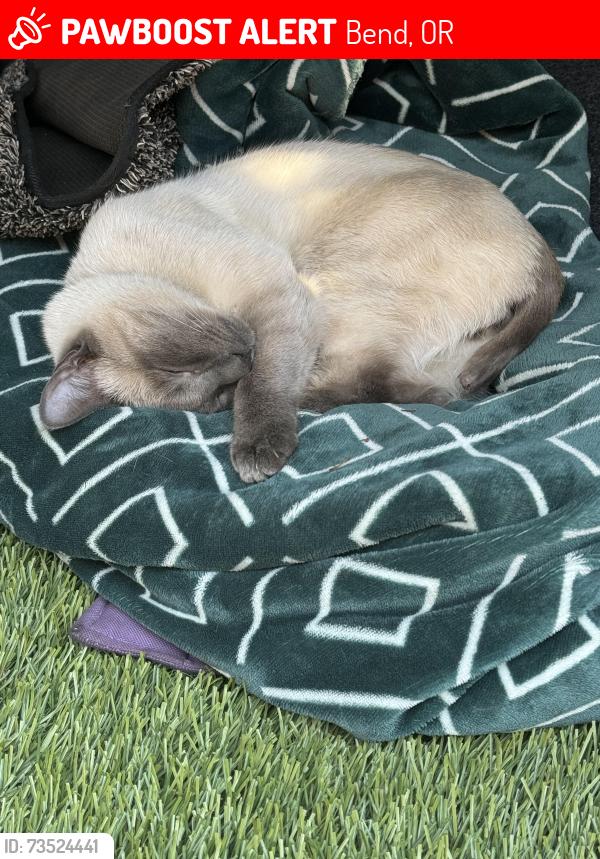 Lost Male Cat last seen NE Bend 8th Ravenwood, Bend, OR 97701