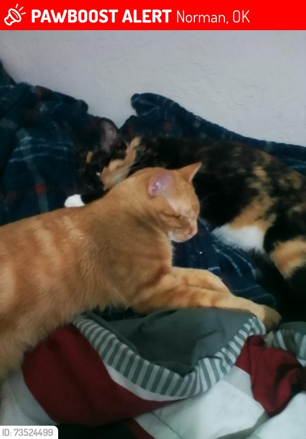 Lost Male Cat last seen Leeds ln, Norman, OK 73071