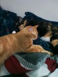 Lost Male Cat last seen Leeds ln, Norman, OK 73071