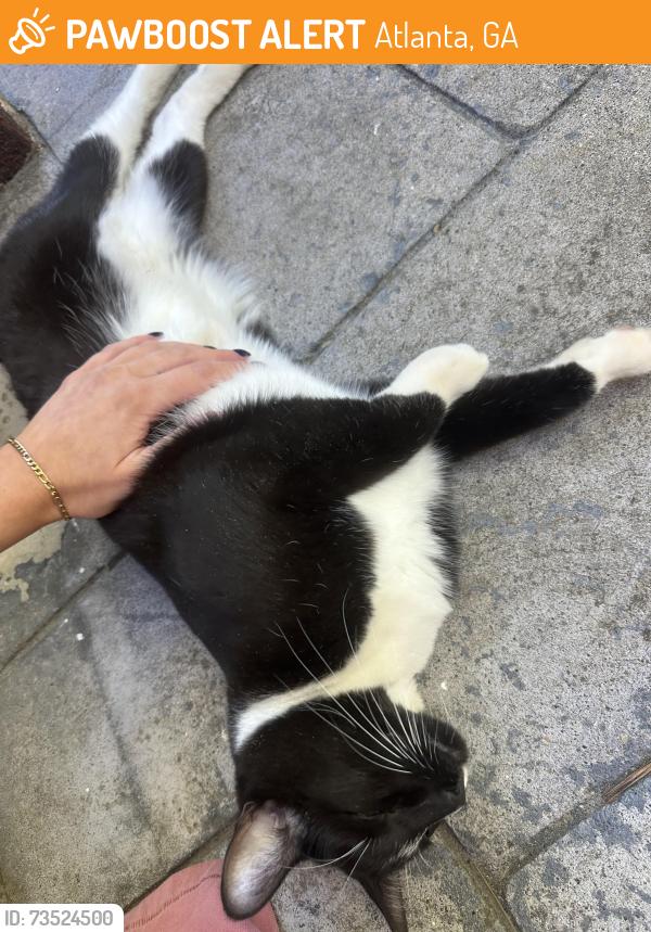 Found/Stray Female Cat last seen N Highland Ave NE and Cumberland, Atlanta, GA 30306