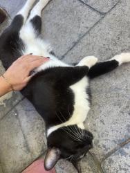 Found/Stray Female Cat last seen N Highland Ave NE and Cumberland, Atlanta, GA 30306