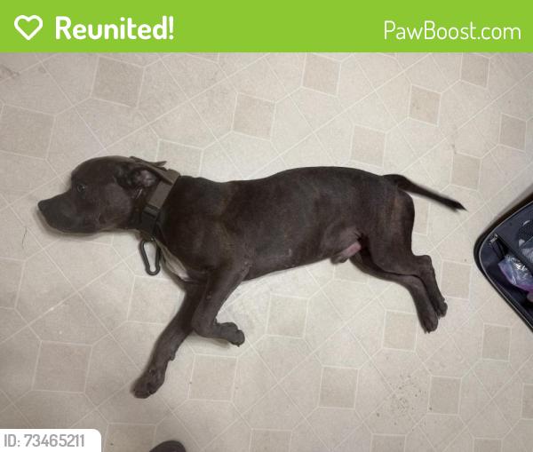 Reunited Male Dog last seen Hwy 90 and shady lane, Dayton, TX 77535