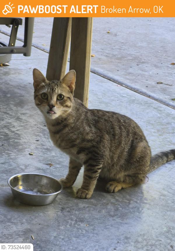 Found/Stray Unknown Cat last seen Near Bass Pro Shop, Broken Arrow, OK 74012