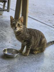 Found/Stray Unknown Cat last seen Near Bass Pro Shop, Broken Arrow, OK 74012
