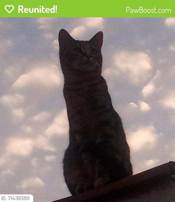 Reunited Male Cat last seen 31st and N Stoddard Ave, San Bernardino, CA 92405