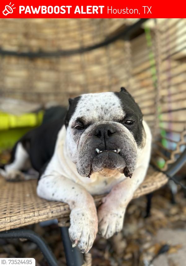 Lost Male Dog last seen Rayford, Houston, TX 77386