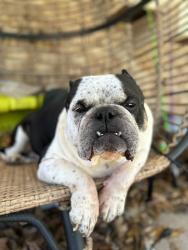 Lost Male Dog last seen Rayford, Houston, TX 77386